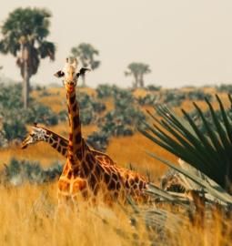 How South Africa is becoming a major tourism hub in Africa