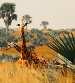 How South Africa is becoming a major tourism hub in Africa