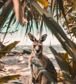 What dangers can be encountered on Australian beaches?