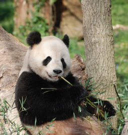 TOP-7 largest zoos in the world