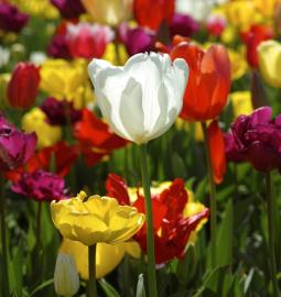 TOP most beautiful tulip gardens in the world