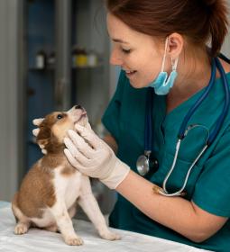 TOP-50 universities in veterinary 2026 QS Rankings
