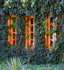 Why is it necessary to enter the universities of the Ivy League in the post-pandemic era?