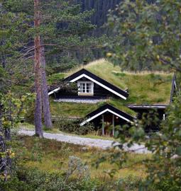 Why is grass planted on rooftops in Scandinavia?