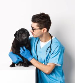 USA University Rankings for Veterinary Medicine 2026  - QS World University Rankings
