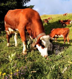 Studying agriculture in Sweden for foreign students