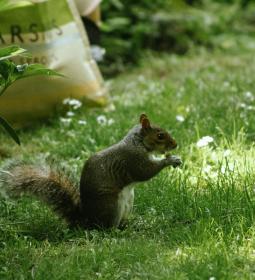 TOP-10 the most beautiful parks and gardens in London