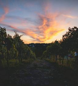 Vienna Woods: a piece of pristine nature in the vicinity of the capital