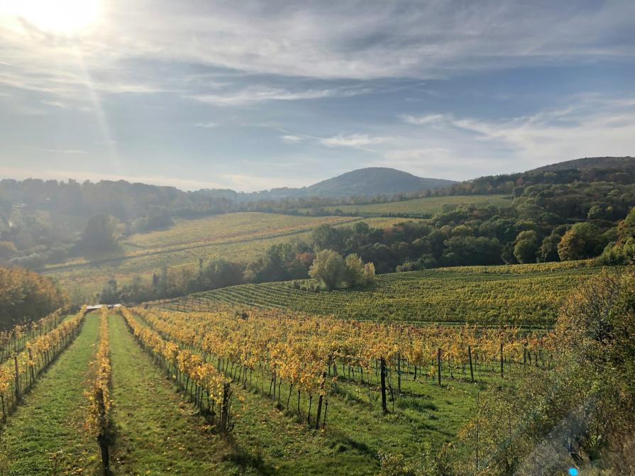 Vienna Woods: a piece of pristine nature in the vicinity of the capital